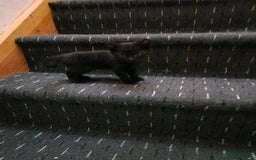 Domestic Shorthair cats for sale: Kittens - Advert 3