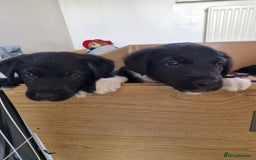 Mixed Breed dogs for sale: Beautiful Rough Collie/Border Collie puppies.  in Towcester - Image 18