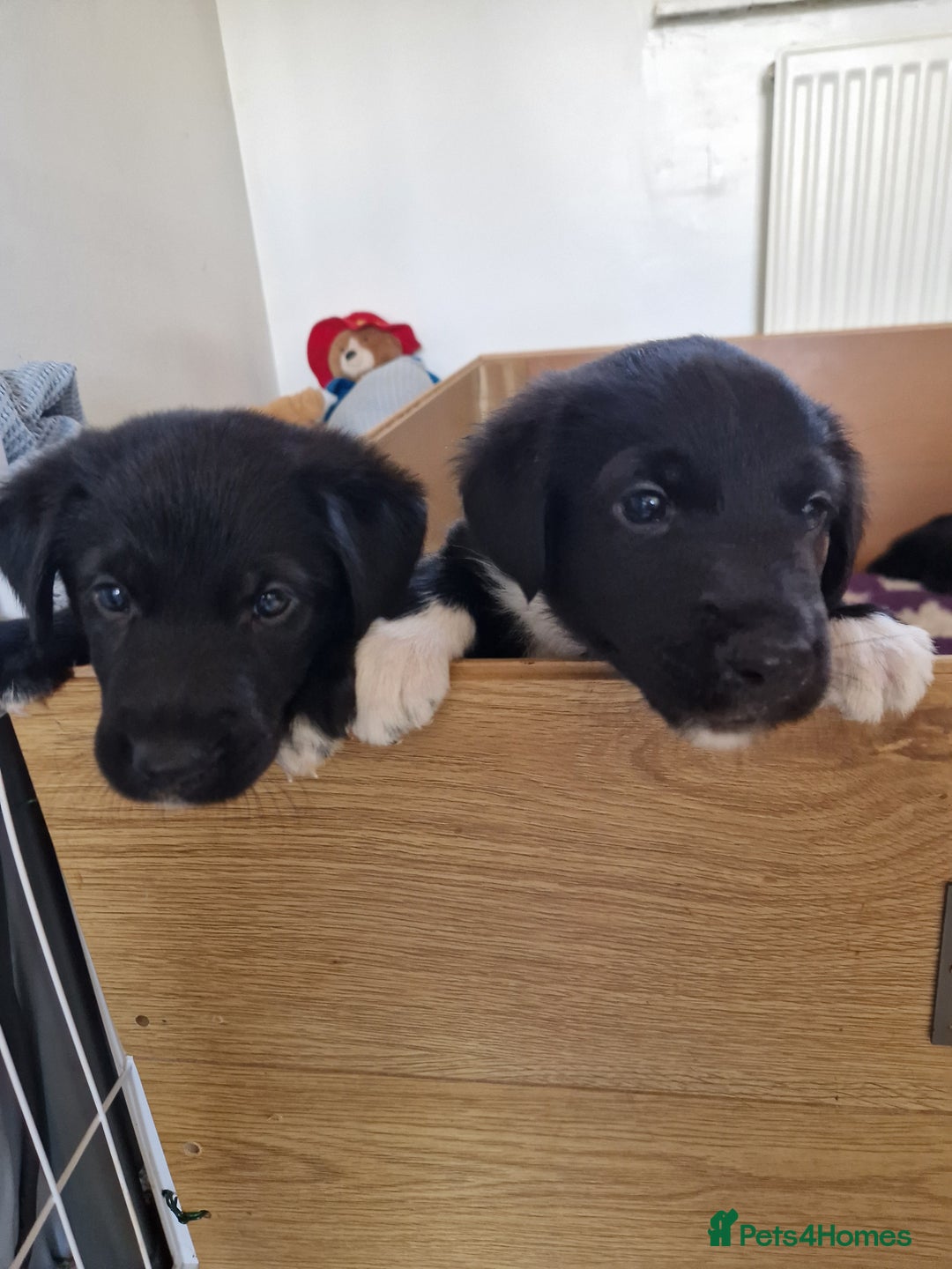 Mixed Breed dogs for sale: Beautiful Rough Collie/Border Collie puppies.  in Towcester - Image 18