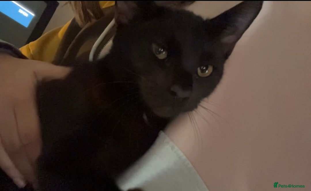 Mixed Breed cats for sale: Kittens for sale asap £40 - Image 7