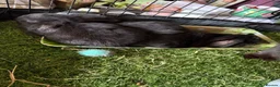 Mixed Breed rabbits for sale: Bunnies for sale  in Wadhurst - Advert 6