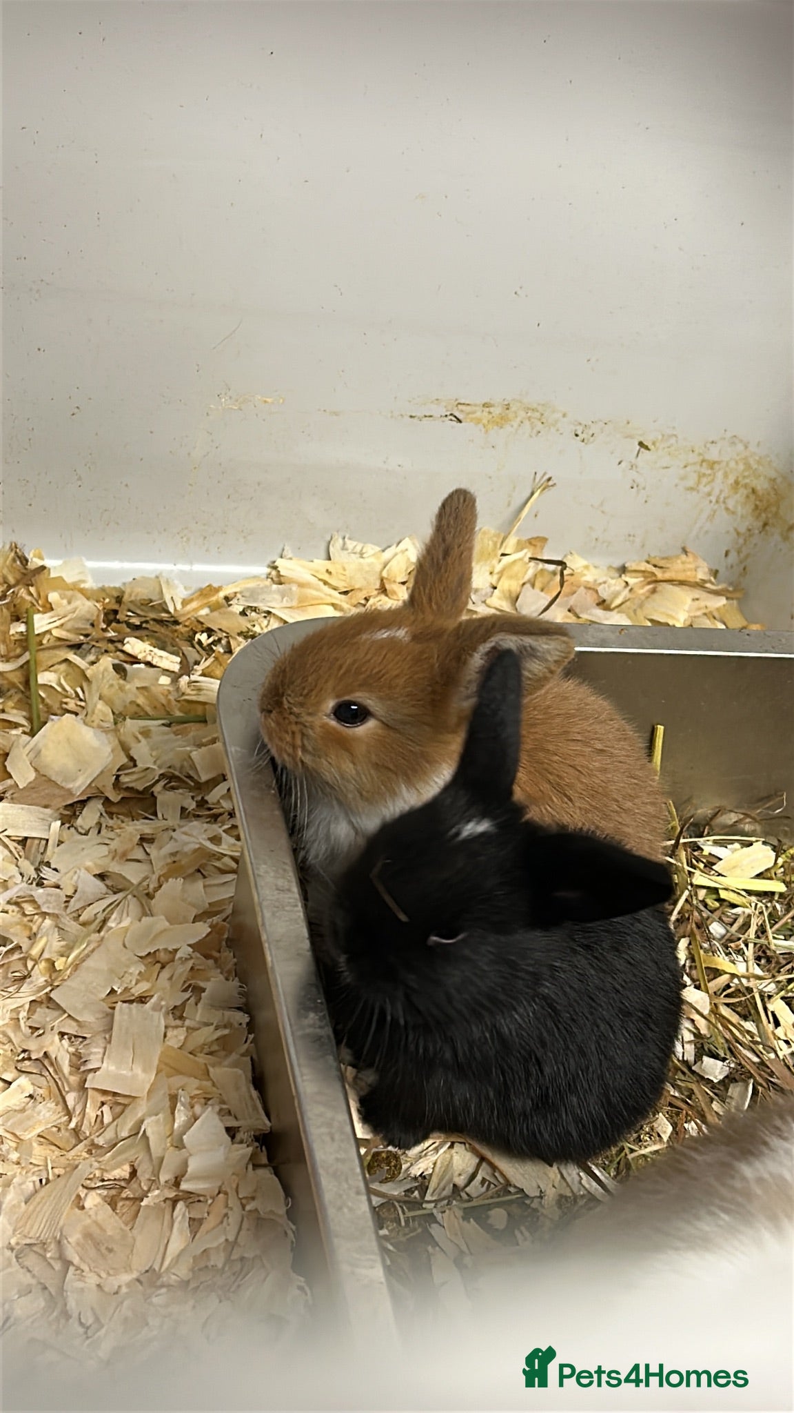 Mini Lop rabbits 4 Young mini lops available to reserve  - Advert 1