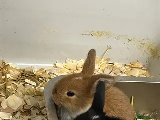 Mini Lop rabbits 4 Young mini lops available to reserve - Advert 1