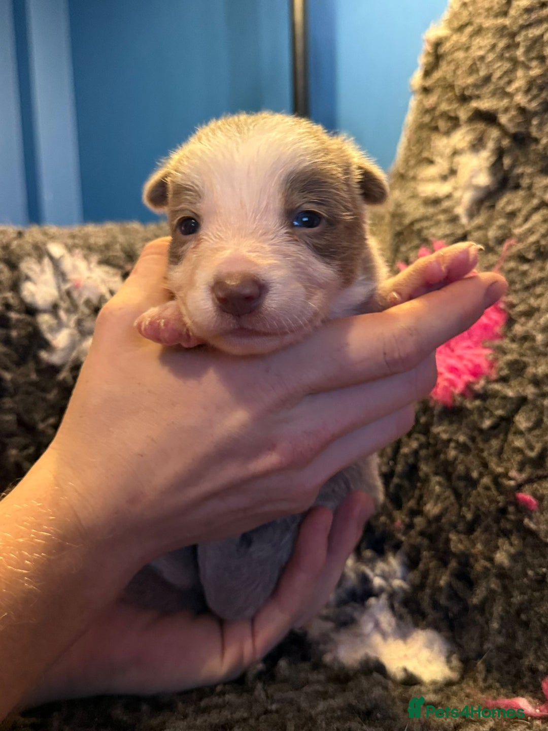 Border Collie dogs for sale: 6 stunning border collie puppies  - Image 1