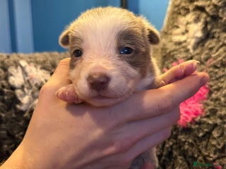 Border Collie dogs - Advert 17