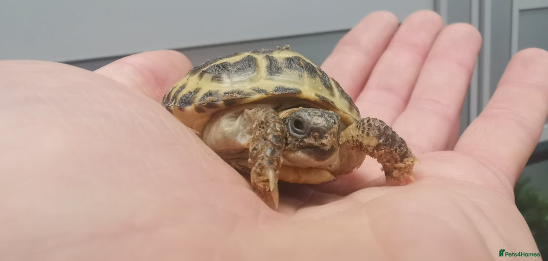 Tortoise reptiles for sale: Beautiful Baby Horsefield Tortoises  - Advert 2