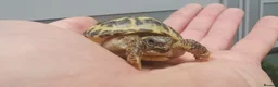 Tortoise reptiles for sale: Beautiful Baby Horsefield Tortoises  - Advert 2