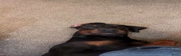 Dobermann dogs for stud: Male KC Registered Doberman For Stud - Advert 4