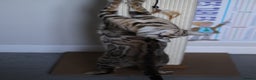Bengal cats for sale: Imported Seal Sepia Bengal Queen– Proven – Active - Advert 10