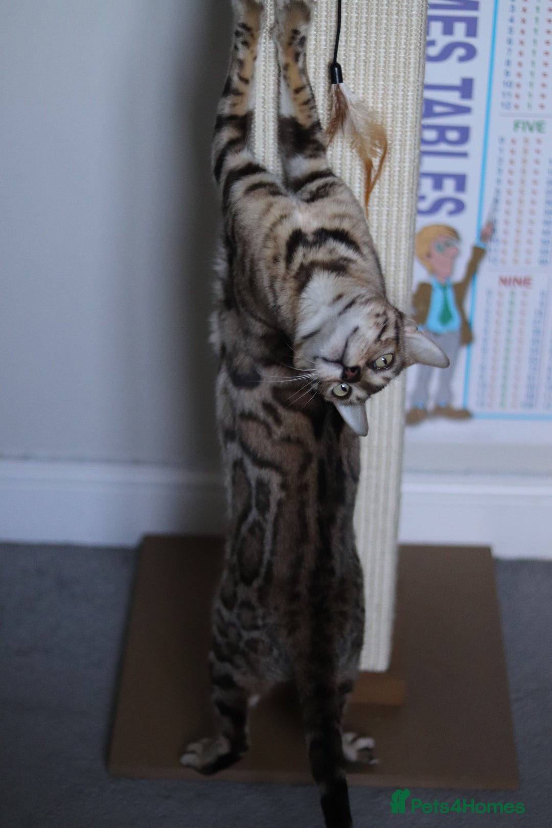 Bengal cats for sale: Imported Seal Sepia Bengal Queen– Proven – Active - Advert 10