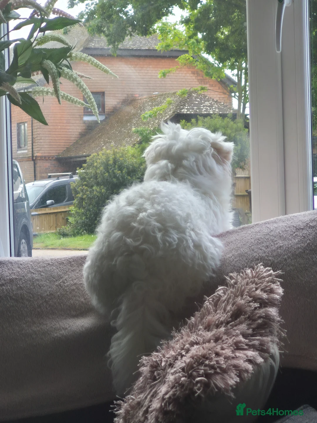 Maltese dogs for sale: Maleste boy for sale one year old in Ramsgate - Advert 5