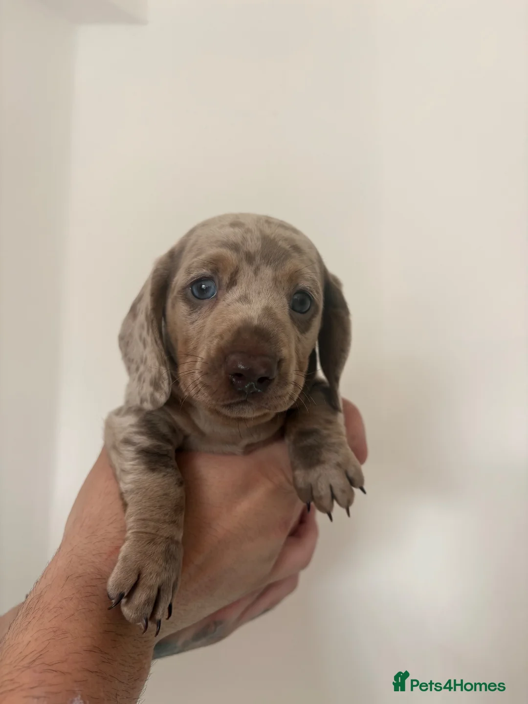 Dachshund dogs for sale: 1 Dachsund left! Ready to leave  - Advert 13