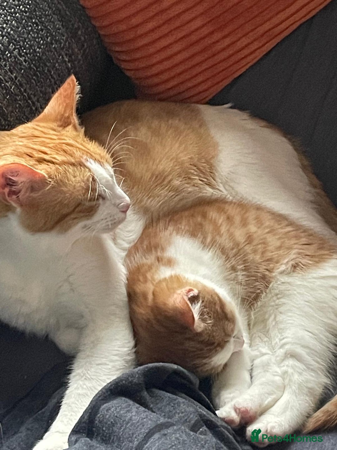 Mixed Breed cats for sale: Ready Now, 3 Loving, Playful Ginger Kittens - Advert 2