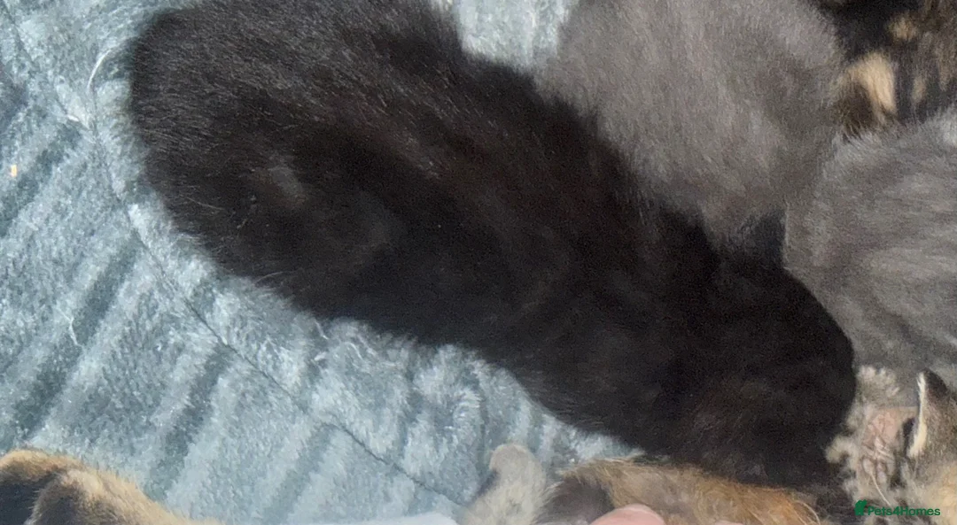 Mixed Breed cats for sale: Beautiful female Tabby and Black male kittens - Advert 2