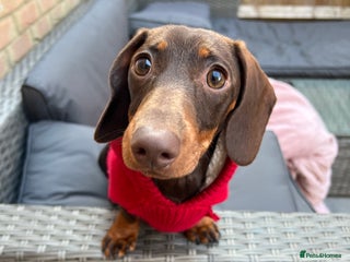 Miniature Dachshund dogs Adult miniature dachshund - Advert 1