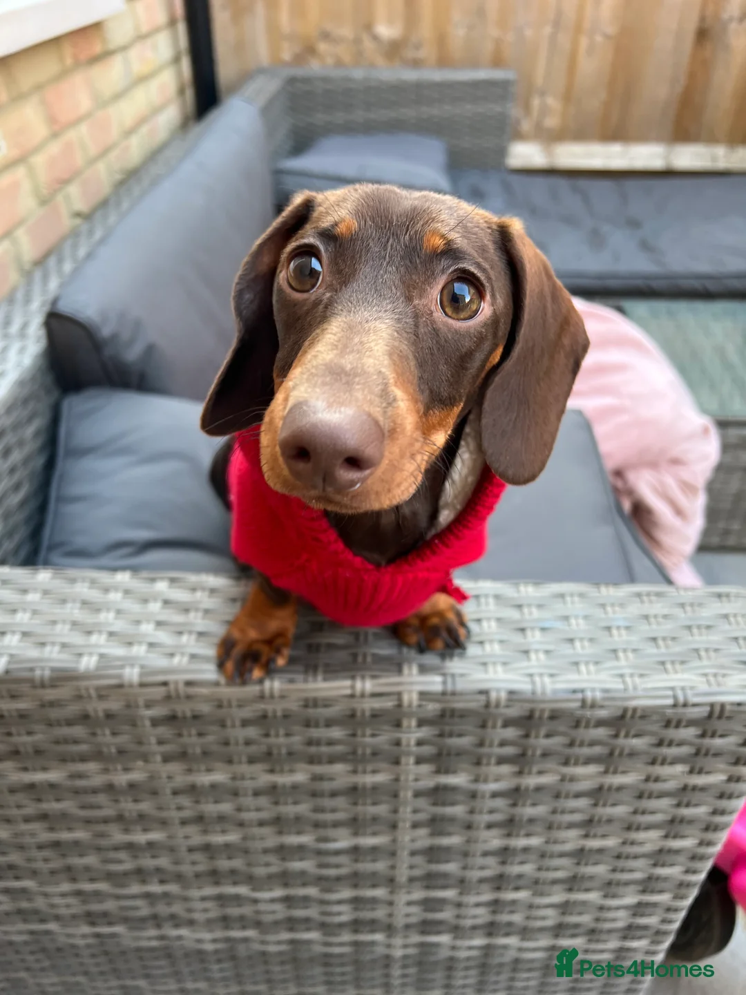 Miniature Dachshund dogs for sale: Adult miniature dachshund  - Advert 1