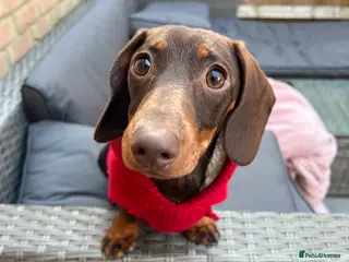 Miniature Dachshund dogs Adult miniature dachshund - Advert 10