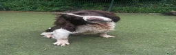 English Springer Spaniel dogs for sale: Stunning old style springer - Advert 1