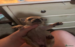 Chihuahua dogs for sale: Mixed litter of chihuahuas forsake  - Image 9