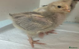 Chickens poultry for sale: Orpington chicks for new homes - Image 1