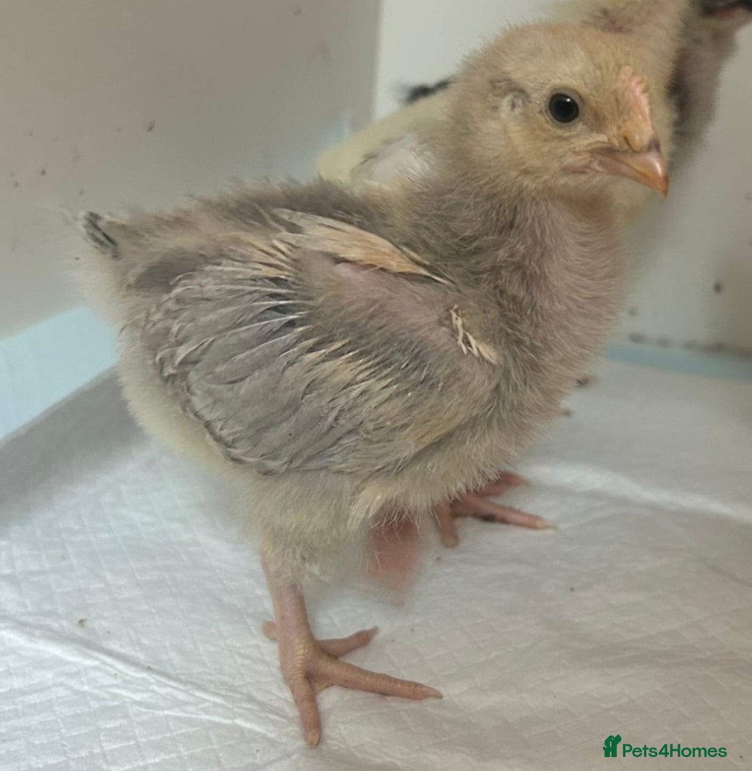 Chickens poultry for sale: Orpington chicks for new homes - Image 1