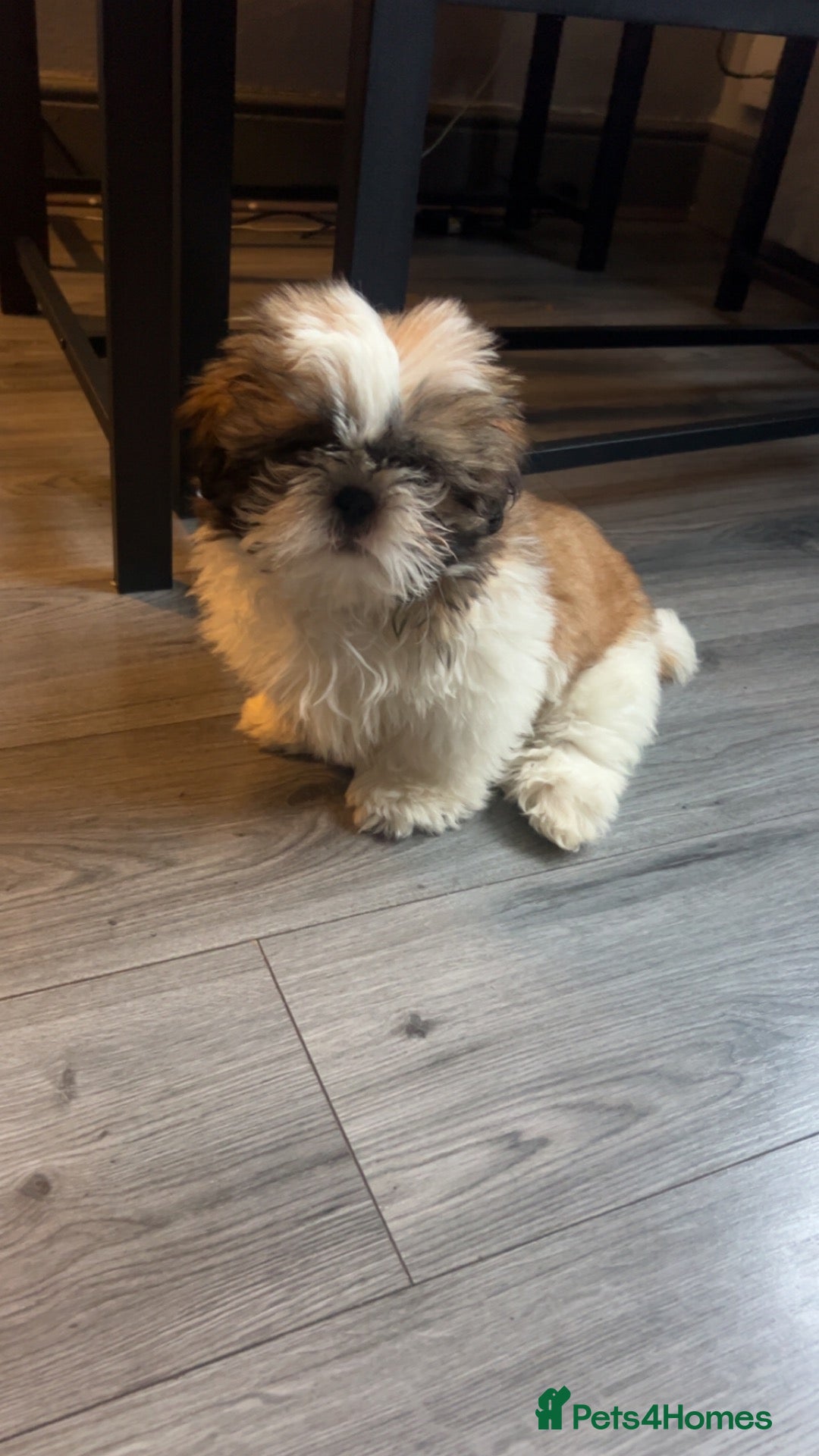 Shih Tzu dogs Gorgeous shitzu puppy  - Advert 1