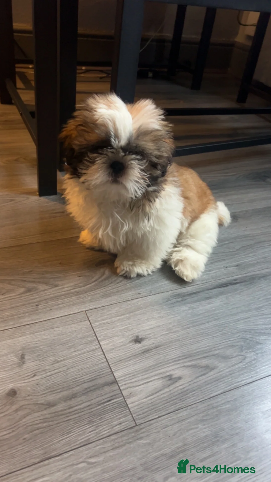 Shih Tzu dogs for sale: Gorgeous shitzu puppy  in Wigan - Advert 1