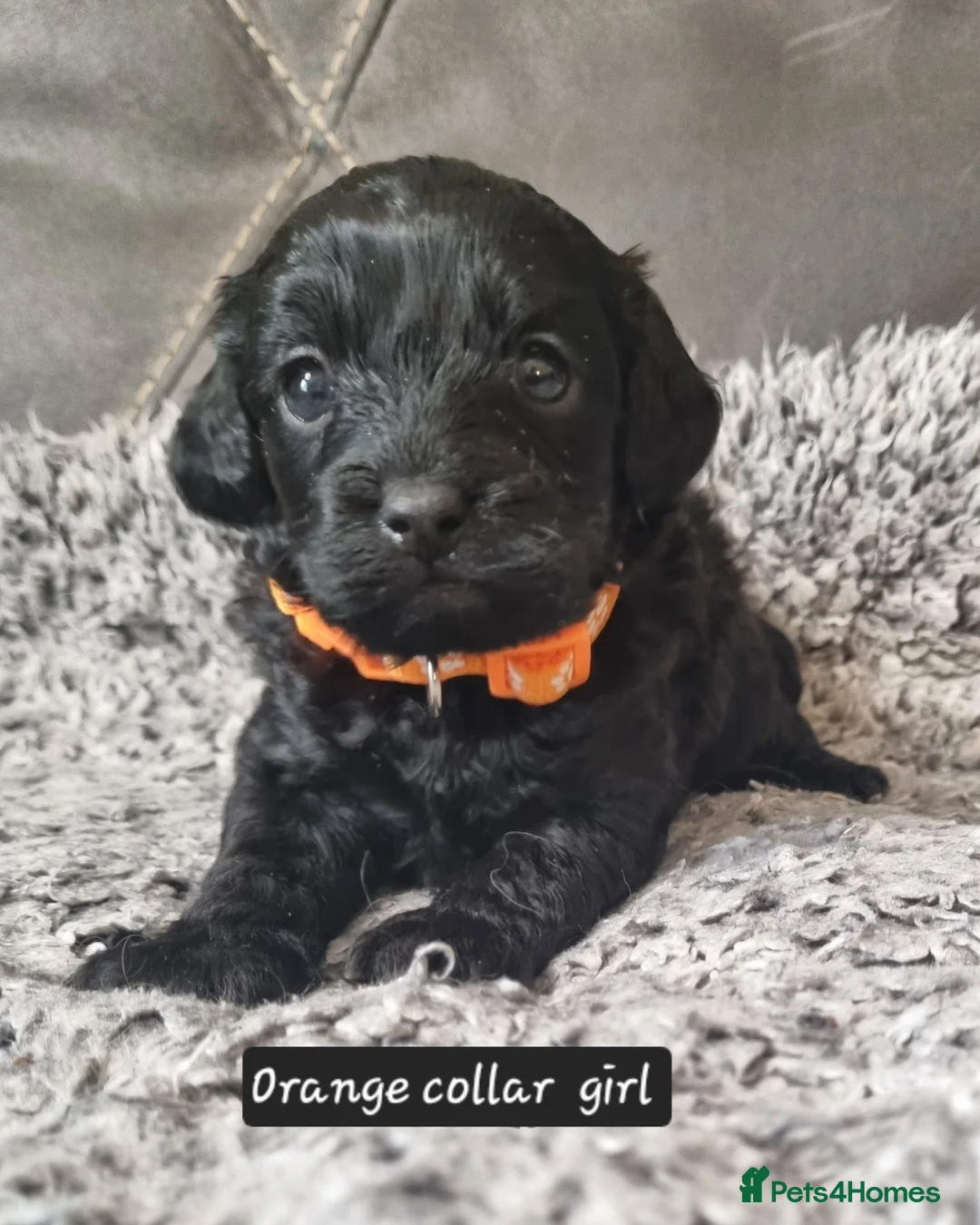 Cavapoo dogs for sale: Cavapoo f1b puppies  - Advert 9