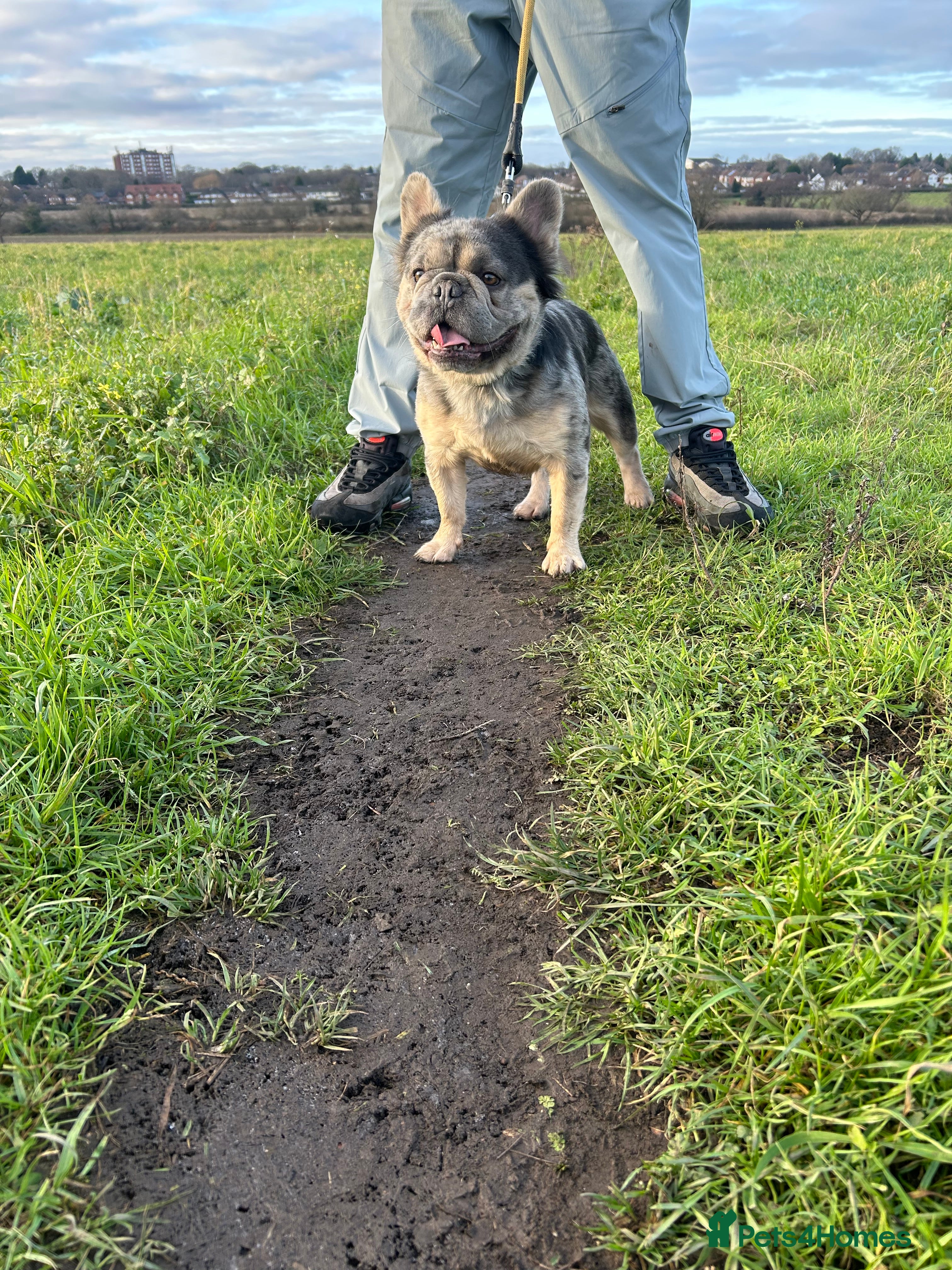 French Bulldog dogs Visual fluffy French bulldog stud - Advert 1