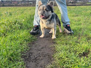 French Bulldog dogs Visual fluffy French bulldog stud - Advert 1