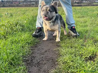 French Bulldog dogs Visual fluffy French bulldog stud - Advert 3