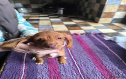 Miniature Dachshund dogs for sale: Superb Miniature KC reg Dachshund puppies - Image 19