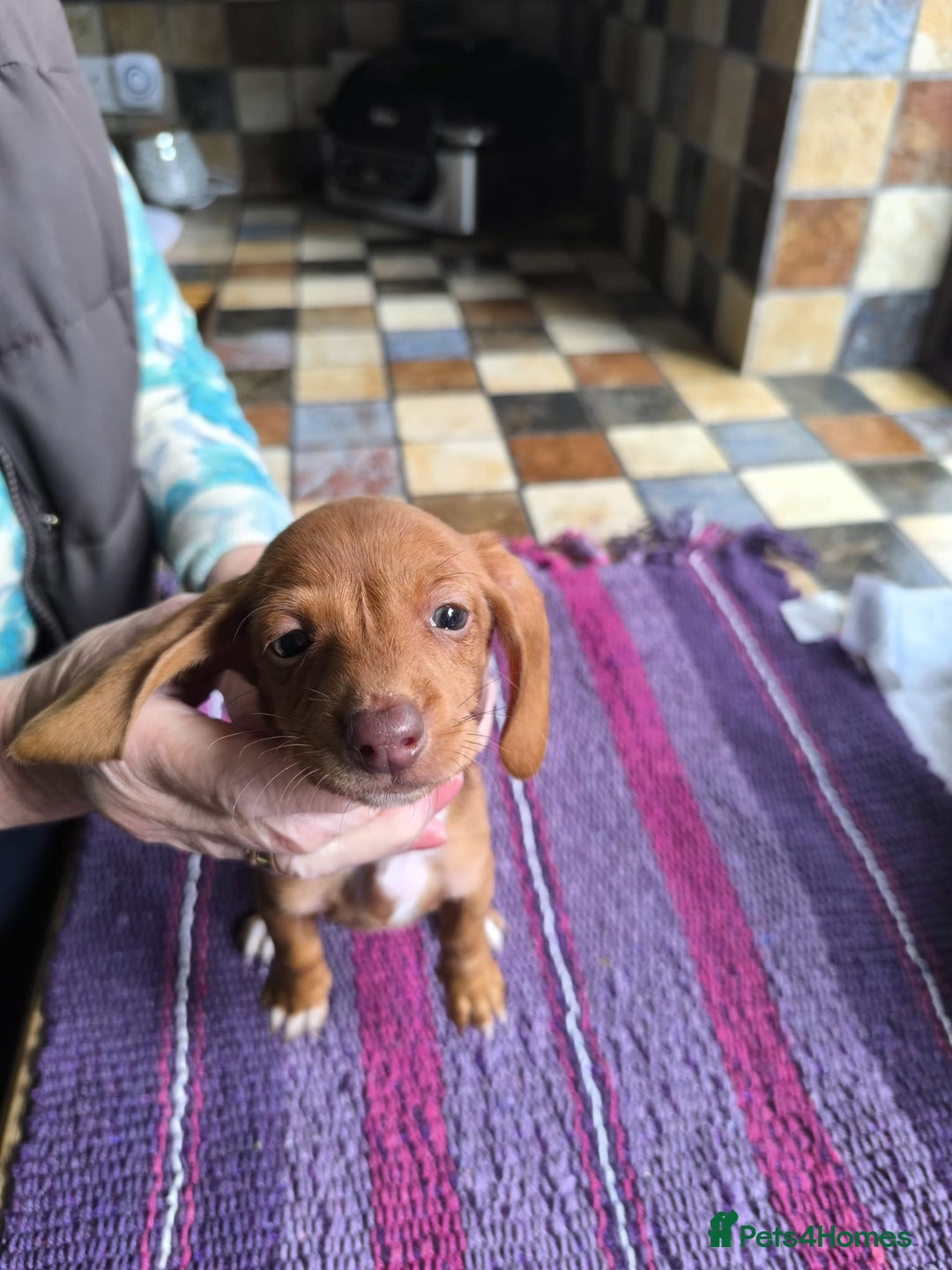 Miniature Dachshund dogs for sale: Superb Miniature KC reg Dachshund puppies - Image 19