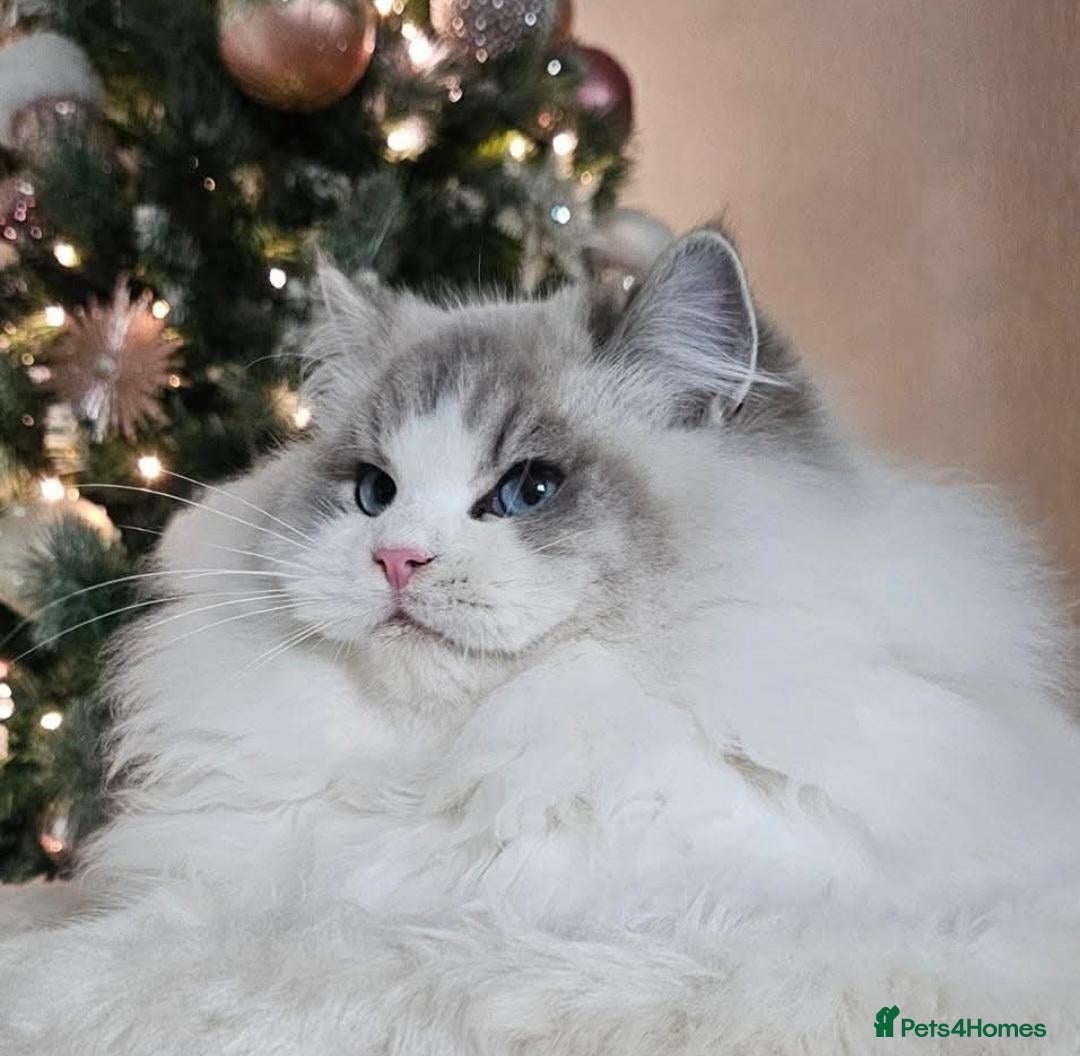 Ragdoll cats Stunning GCCF ACTIVE registered stud  - Advert 1