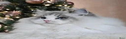 Ragdoll cats for stud: Stunning GCCF ACTIVE registered stud  - Advert 1