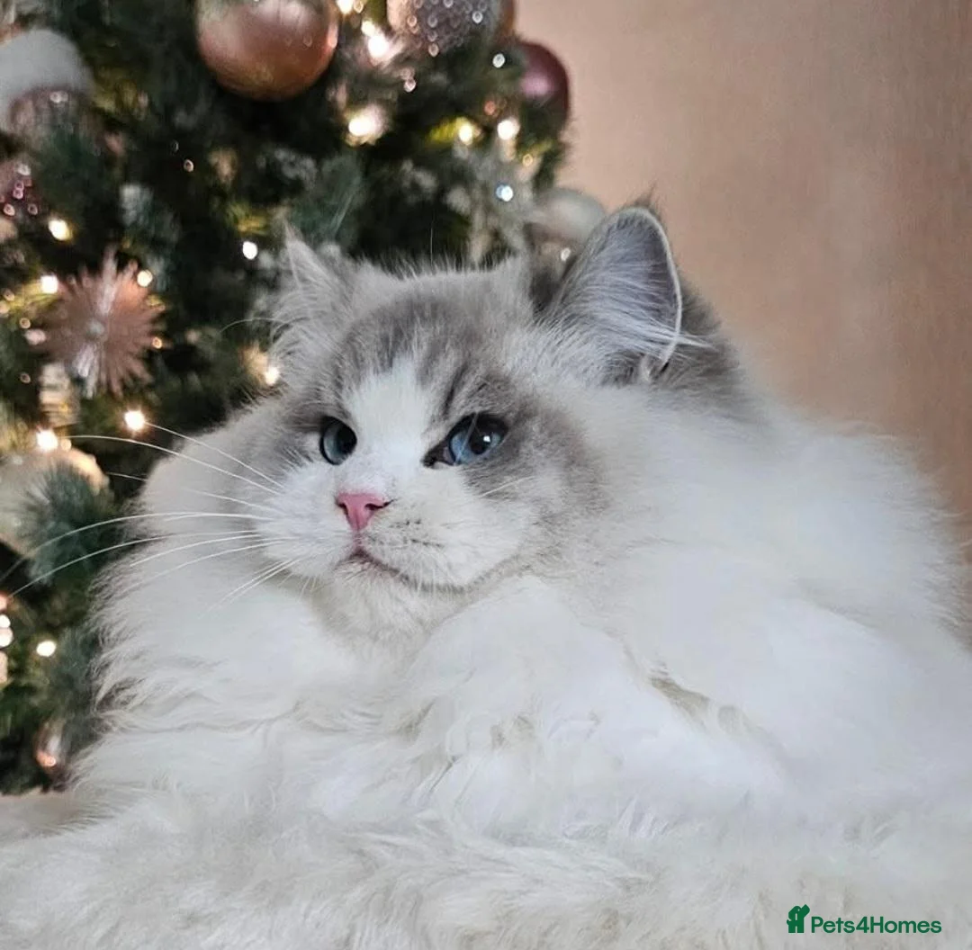 Ragdoll cats for stud: Stunning GCCF ACTIVE registered stud  - Advert 1