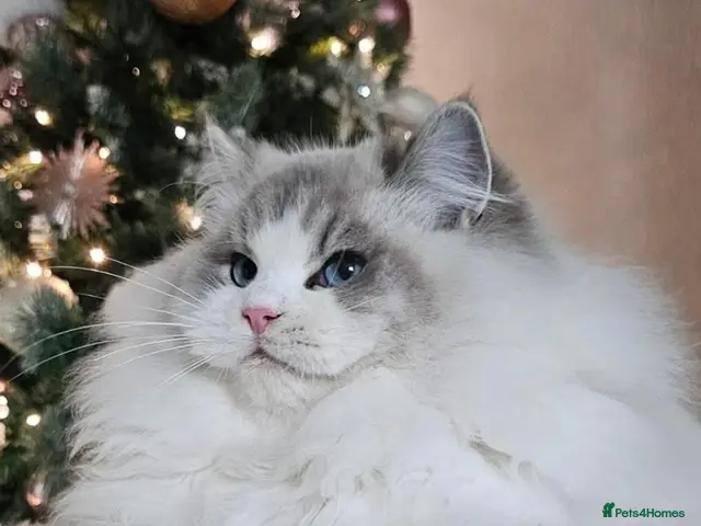 Ragdoll cats for stud: Stunning GCCF ACTIVE registered stud - Advert 1