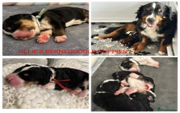 Labradoodle dogs for stud: FULLY HEALTH TESTED MOYEN POODLE STUD! in Kettering - Image 30