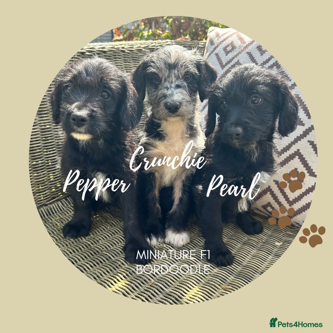 Bordoodle dogs Merle and Black & White Mini Bordoodles  - Advert 5