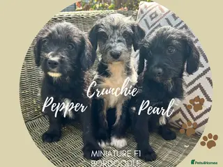 Bordoodle dogs Merle and Black & White Mini Bordoodles - Advert 5
