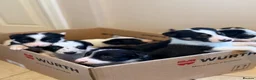 Border Collie dogs for sale: Border Collie Pups - Advert 4