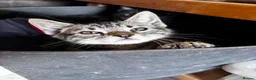Bengal cats for sale: Gorgeous part bengal kittens ready for loving home - Advert 13