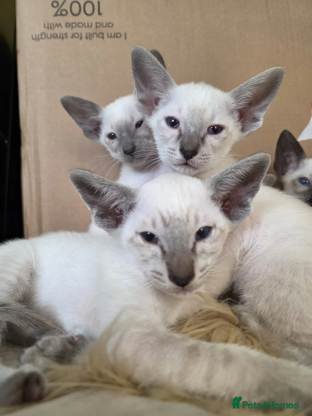 Siamese cats for sale: Beautiful Siamese Kittens  - Advert 5