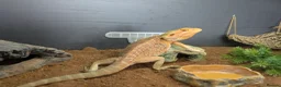 Bearded Dragon reptiles for sale: Male bearded dragon 200 ONO in Newport - Advert 2