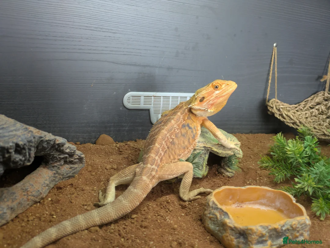 Bearded Dragon reptiles for sale: Male bearded dragon 200 ONO in Newport - Advert 2