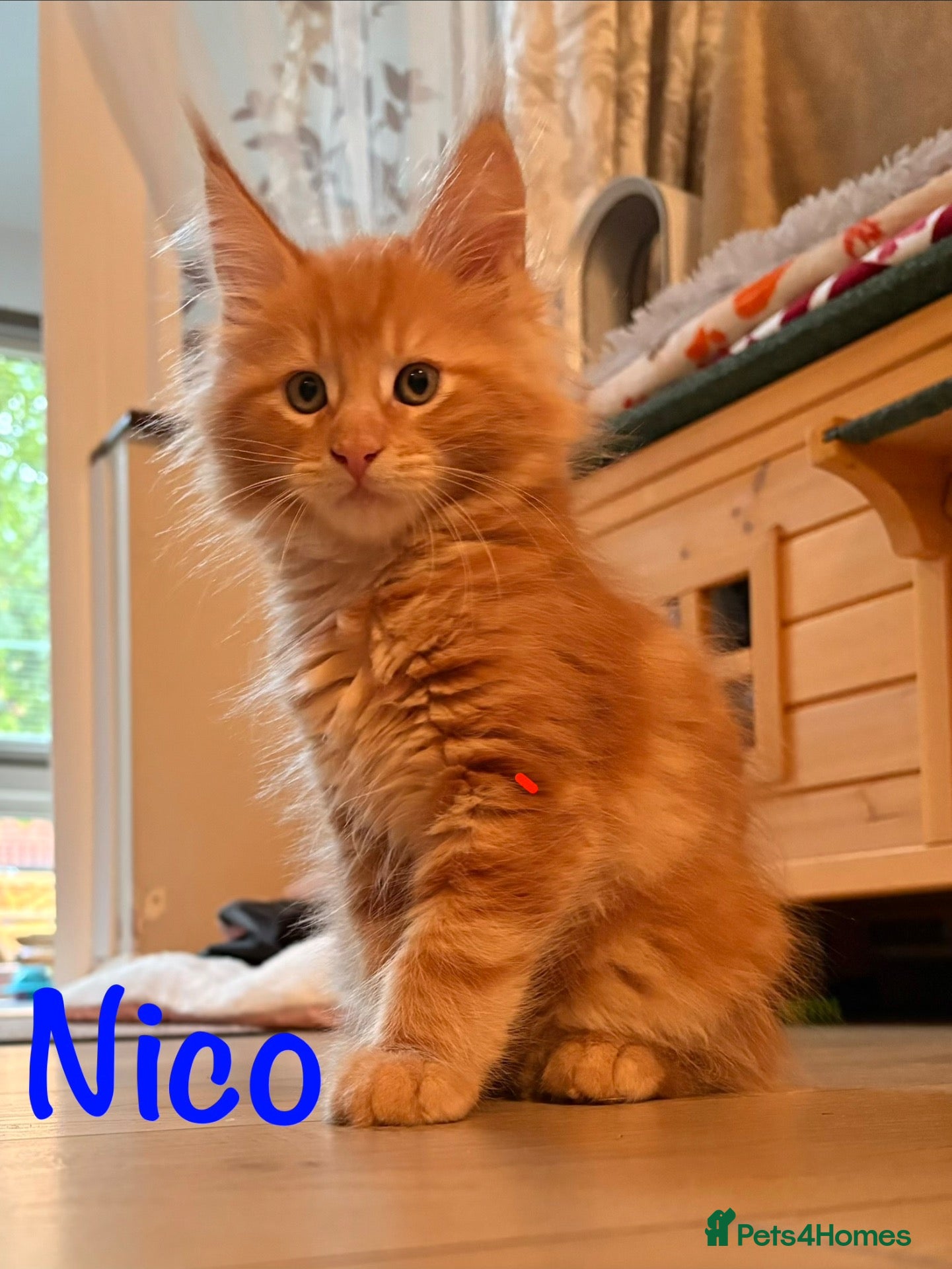 Maine Coon cats for sale: Beautiful Maine Coon Kittens-Ready Soon - Advert 2