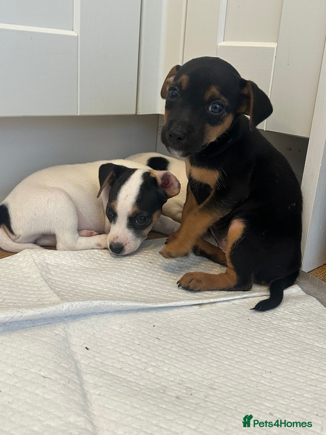 Jack Russell dogs for sale: Traditional Jack Russell Puppies  - Image 12