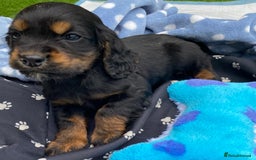 Cocker Spaniel dogs for sale: READY NOW WORKING COCKER SPANIEL PUPPYS - Image 7