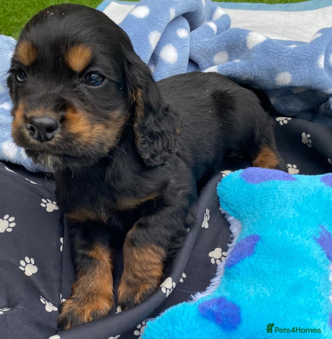 Cocker Spaniel dogs for sale: READY NOW WORKING COCKER SPANIEL PUPPYS - Image 7