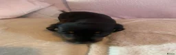Dachshund dogs for sale: 5 dachund puppies for sale 2 boys 3 girls - Advert 26
